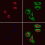 PEG3 Polyclonal Antibody