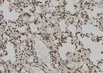 PEG3 Antibody in Immunohistochemistry (Paraffin) (IHC (P))