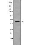 PIPOX Polyclonal Antibody