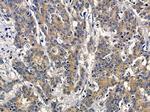 PXMP4 Antibody in Immunohistochemistry (Paraffin) (IHC (P))