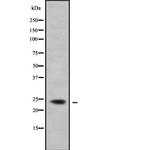PXMP4 Antibody in Western Blot (WB)