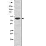 A26C2/A26C3 Antibody in Western Blot (WB)