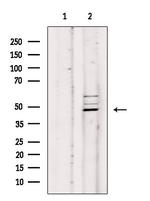 PSKH1 Antibody in Western Blot (WB)