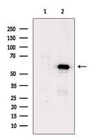 RCC2 Antibody in Western Blot (WB)