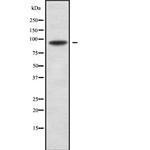 RFX3 Polyclonal Antibody
