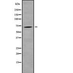RhoBTB3 Antibody in Western Blot (WB)