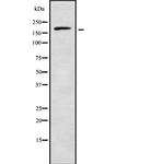 RREB1 Polyclonal Antibody
