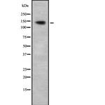 SFRS19 Antibody in Western Blot (WB)
