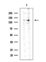 SFRS19 Polyclonal Antibody