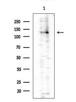 SFRS19 Antibody in Western Blot (WB)