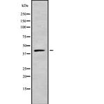 Septin 1 Polyclonal Antibody