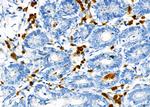 SIN3B Antibody in Immunohistochemistry (Paraffin) (IHC (P))