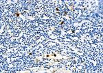 SIN3B Antibody in Immunohistochemistry (Paraffin) (IHC (P))