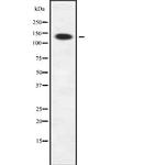 SIN3B Antibody in Western Blot (WB)