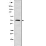 ZNF280A Antibody in Western Blot (WB)
