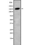 TAB182 Antibody in Western Blot (WB)