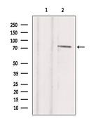 TBX2 Polyclonal Antibody