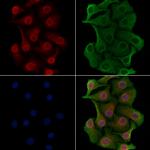 TLE4 Polyclonal Antibody