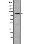 TLE4 Antibody in Western Blot (WB)