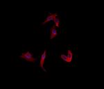 Uba5 Polyclonal Antibody