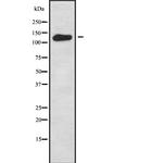 WDHD1 Polyclonal Antibody