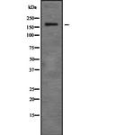 ZMYM4 Antibody in Western Blot (WB)