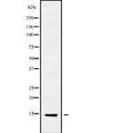 V-ATPase G3 Polyclonal Antibody