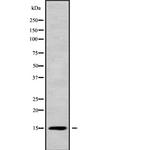 GOLT1A Polyclonal Antibody