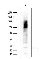 SFT2D3 Antibody in Western Blot (WB)