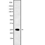SEC22B Antibody in Western Blot (WB)