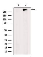 ZFHX4 Polyclonal Antibody