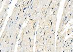 ZNF462 Antibody in Immunohistochemistry (Paraffin) (IHC (P))