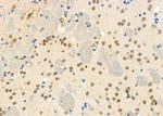 ZNF600 Antibody in Immunohistochemistry (Paraffin) (IHC (P))