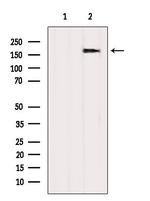CDC2L5 Antibody in Western Blot (WB)