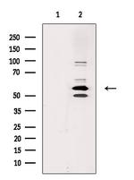 Cdc2L6 Polyclonal Antibody