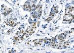 NDNL2 Antibody in Immunohistochemistry (Paraffin) (IHC (P))