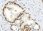 NDNL2 Antibody in Immunohistochemistry (Paraffin) (IHC (P))