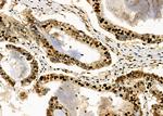 NDNL2 Antibody in Immunohistochemistry (Paraffin) (IHC (P))