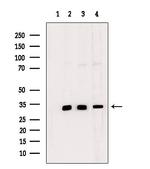 NDNL2 Antibody in Western Blot (WB)