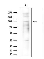 ZNF786 Polyclonal Antibody