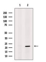 DUX5 Antibody in Western Blot (WB)