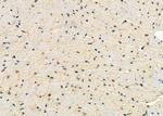 NOLA1 Antibody in Immunohistochemistry (Paraffin) (IHC (P))