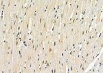 NOLA1 Antibody in Immunohistochemistry (Paraffin) (IHC (P))