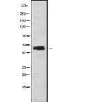 CCBE1 Antibody in Western Blot (WB)