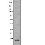 COX7B Polyclonal Antibody