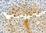 COX8A Antibody in Immunohistochemistry (Paraffin) (IHC (P))