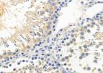 COX7A1 Antibody in Immunohistochemistry (Paraffin) (IHC (P))