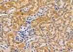 COL26A1 Antibody in Immunohistochemistry (Paraffin) (IHC (P))