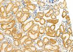 COL26A1 Antibody in Immunohistochemistry (Paraffin) (IHC (P))