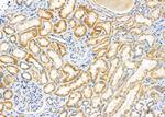 FBF1 Polyclonal Antibody